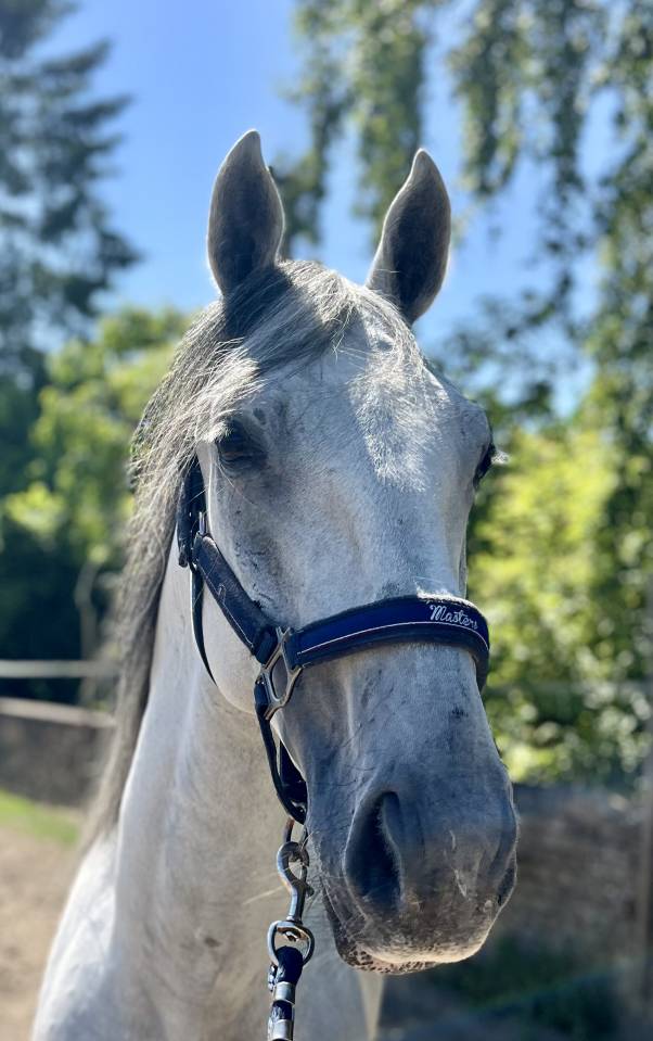 Ruin Lipizzan Te koop 2019 Wit