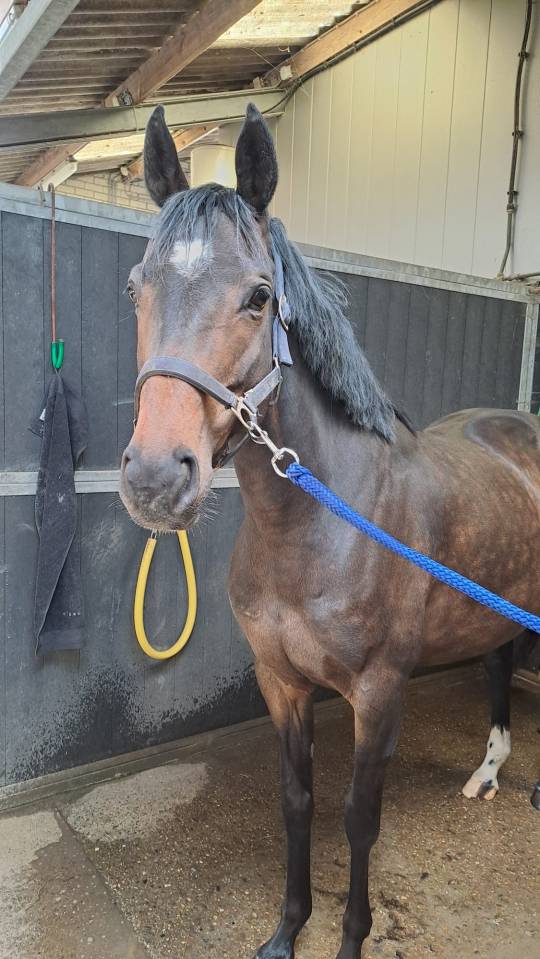 Lieve 7 jarige E pony merrie 