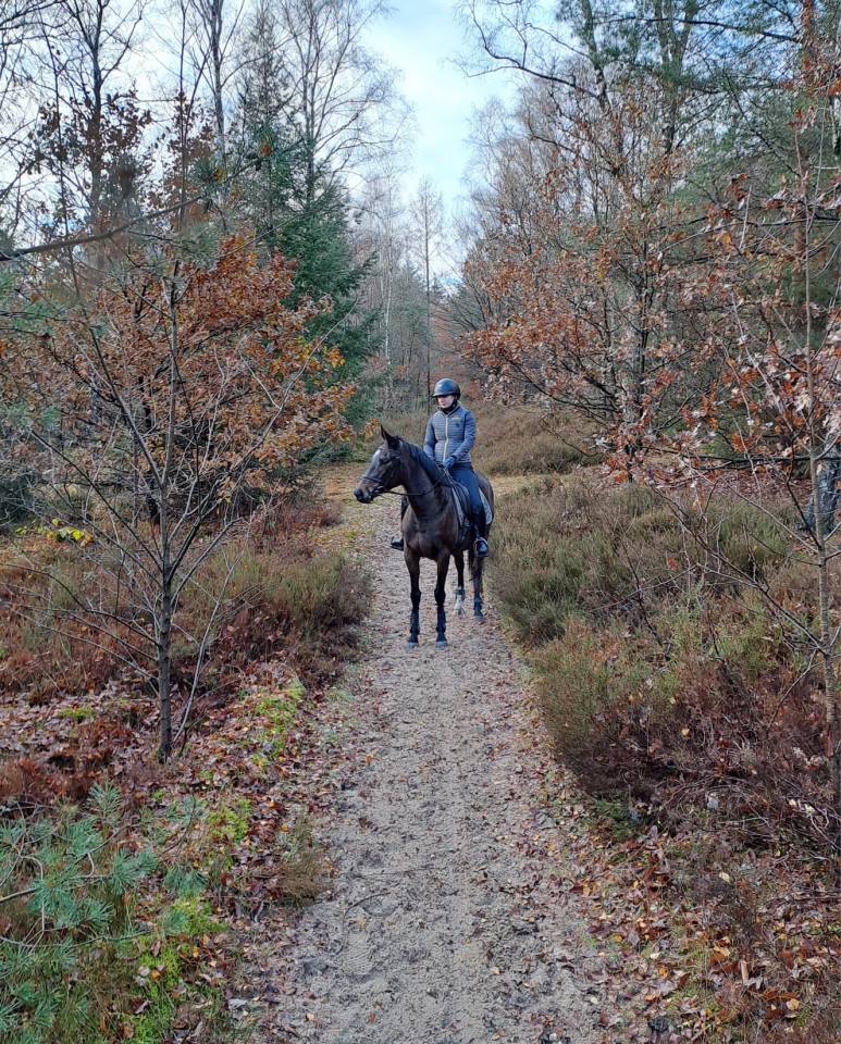 Lieve 7 jarige E pony merrie 