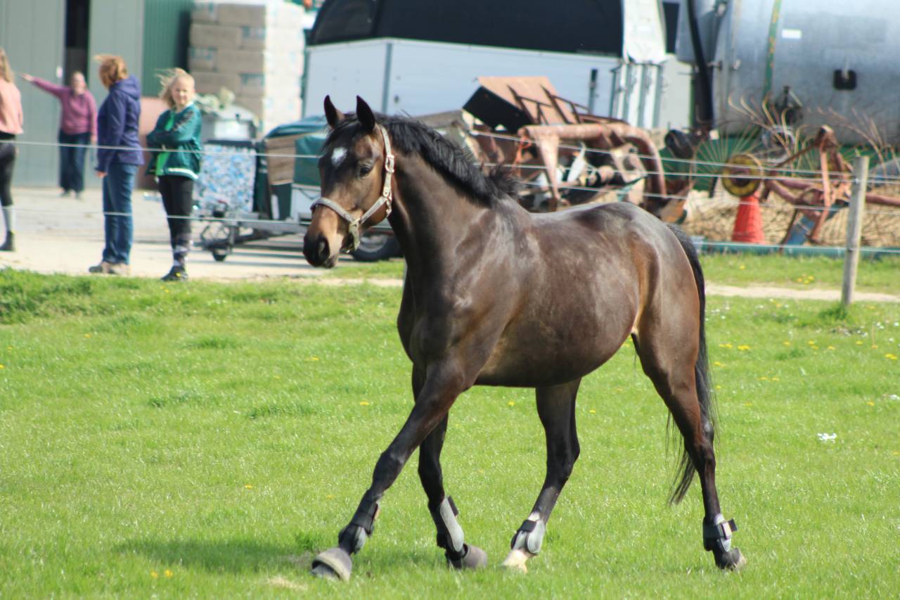Lieve 7 jarige E pony merrie 