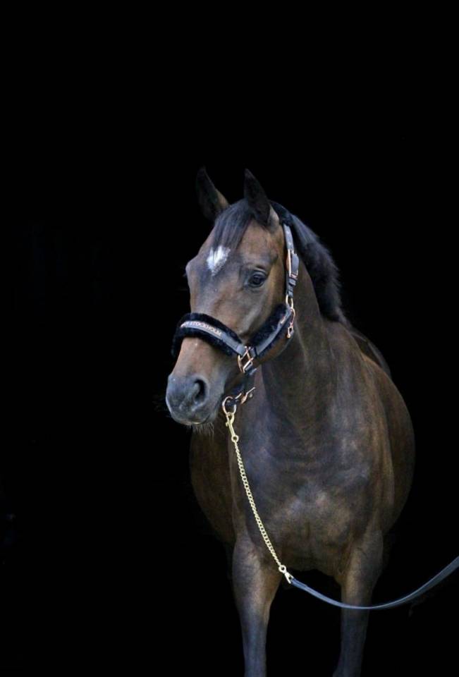 Lieve 7 jarige E pony merrie 