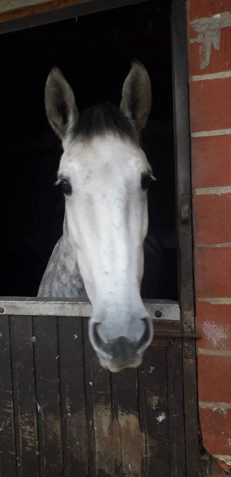 Ruin PRE Puur Ras Spaans Te koop 2018 Schimmel