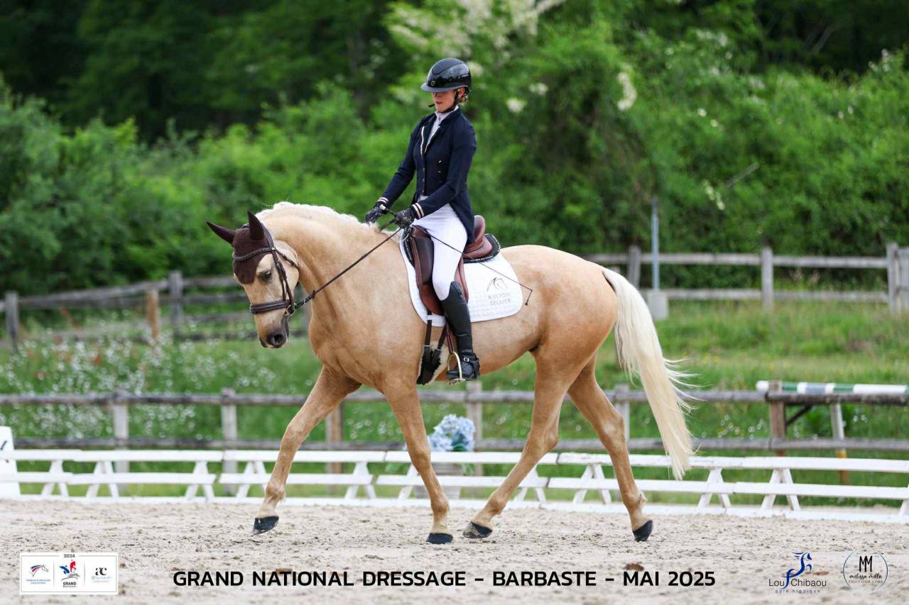 Ruin AES Anglo European Studbook Te koop 2021 Palomino