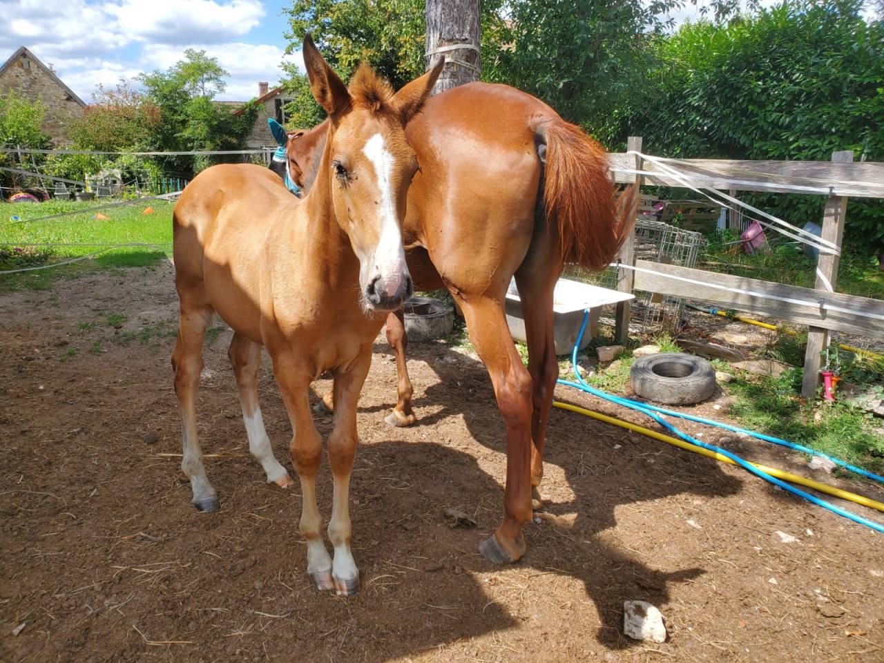 Veulen (vr) Bekend ras Te koop 2025 Donker bruin / bai ,  Calcetines
