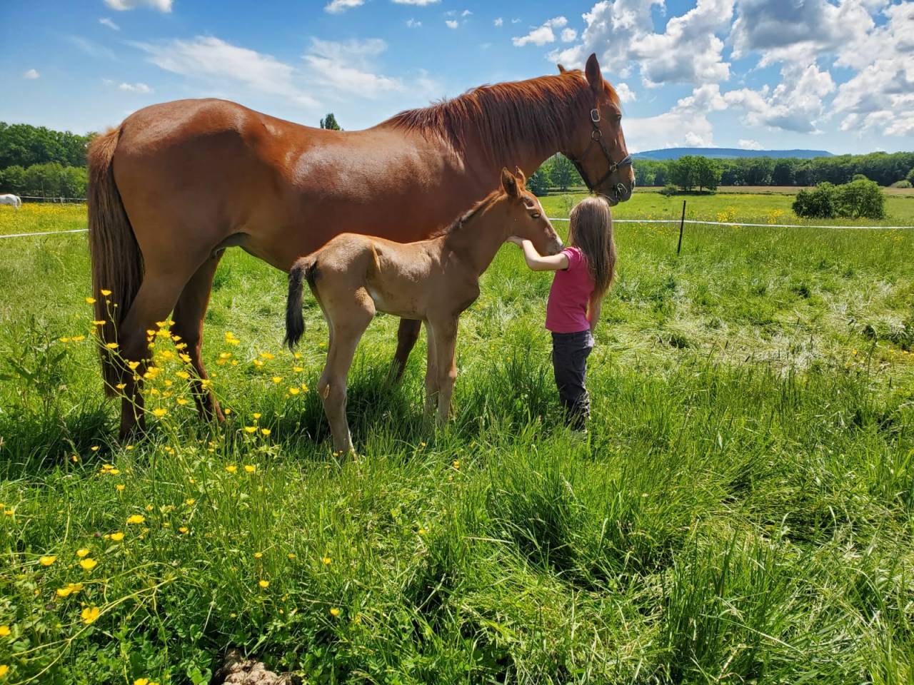 Veulen (vr) Bekend ras Te koop 2025 Donker bruin / bai ,  Calcetines