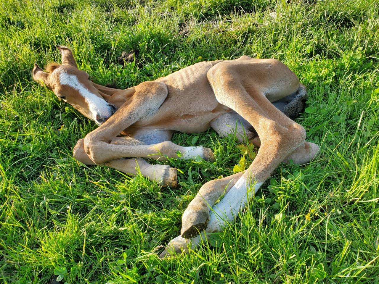 Veulen (vr) Bekend ras Te koop 2025 Donker bruin / bai ,  Calcetines
