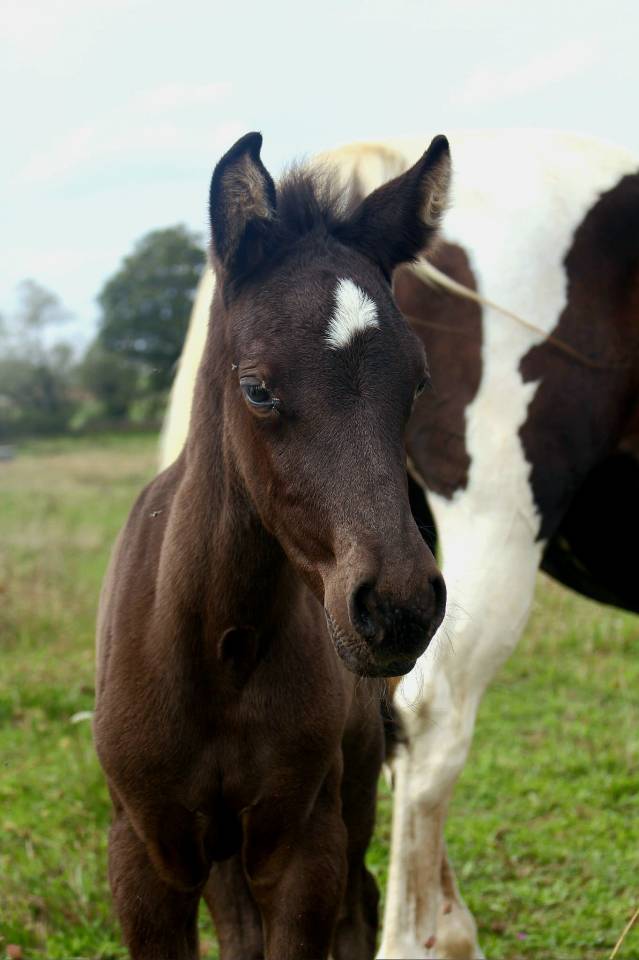 Veulen (vr) Bekend ras Te koop 2025 Zwart ,  LM VISERION