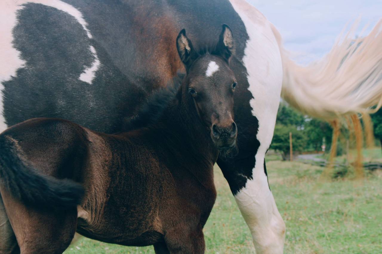 Veulen (vr) Bekend ras Te koop 2025 Zwart ,  LM VISERION