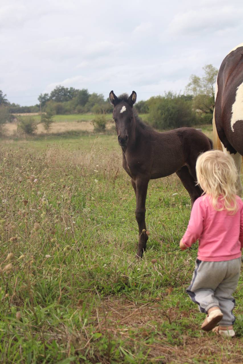 Veulen (vr) Bekend ras Te koop 2025 Zwart ,  LM VISERION