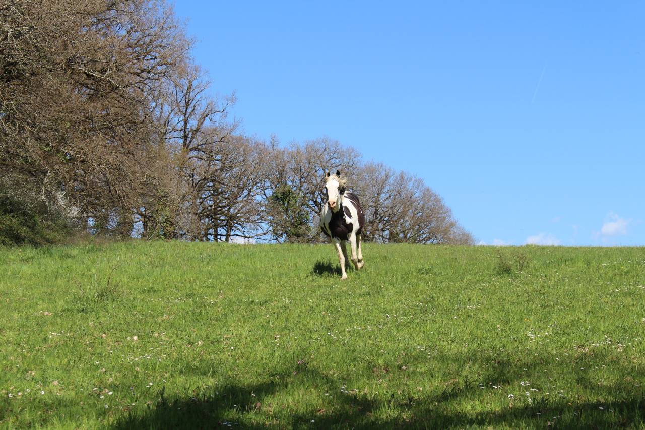 Veulen (vr) Bekend ras Te koop 2025 Zwart ,  LM VISERION