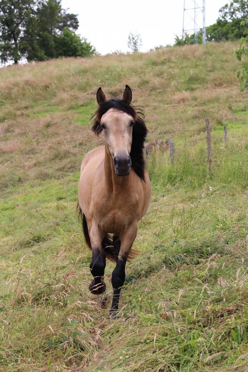 Veulen (vr) Bekend ras Te koop 2025 Zwart ,  LM VISERION