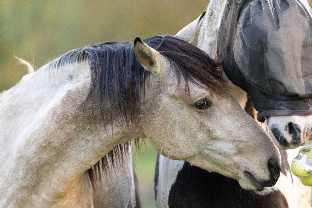 Veulen (vr) Bekend ras Te koop 2025 Zwart ,  LM VISERION
