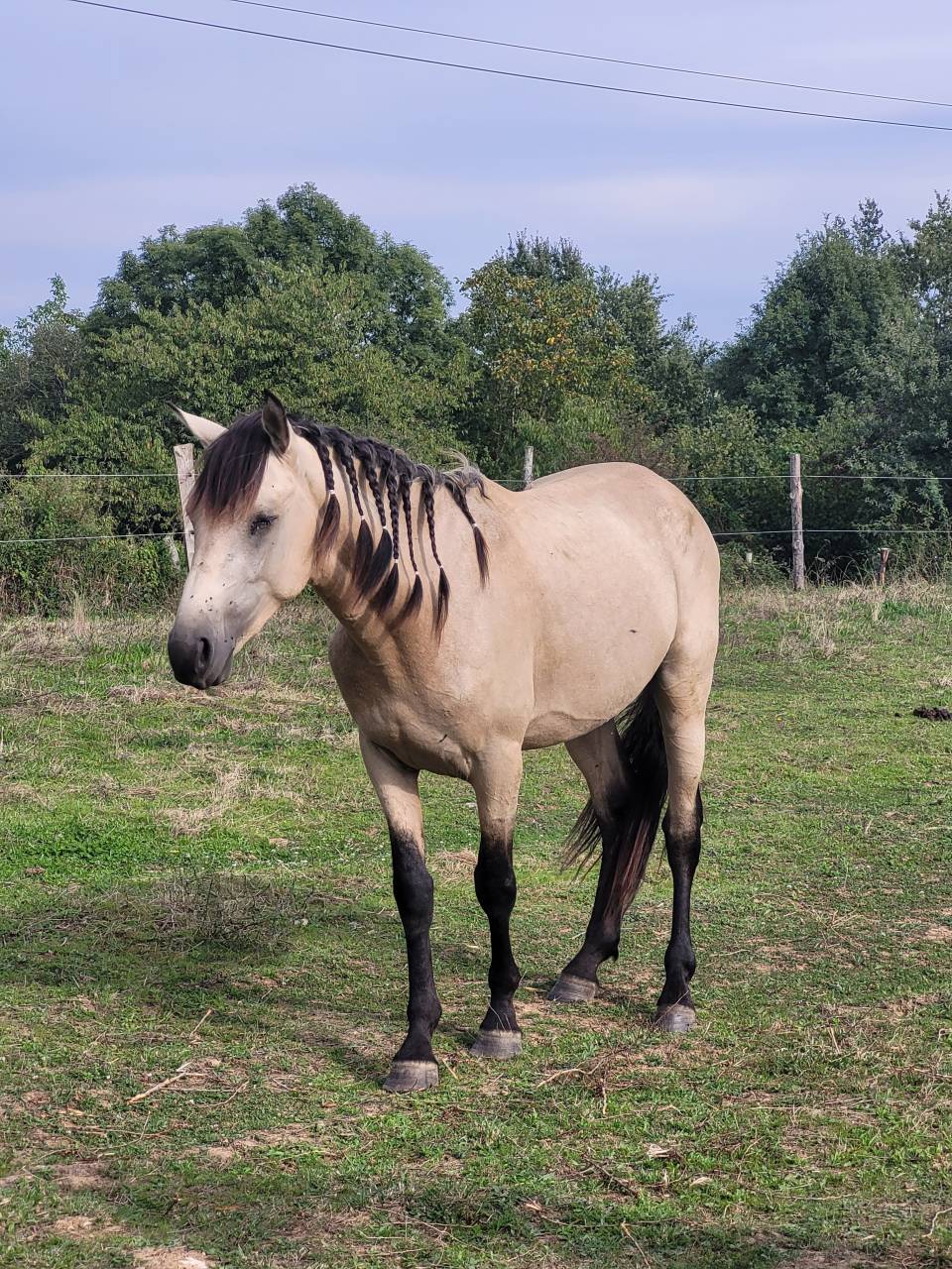 Veulen (vr) Bekend ras Te koop 2025 Zwart ,  LM VISERION