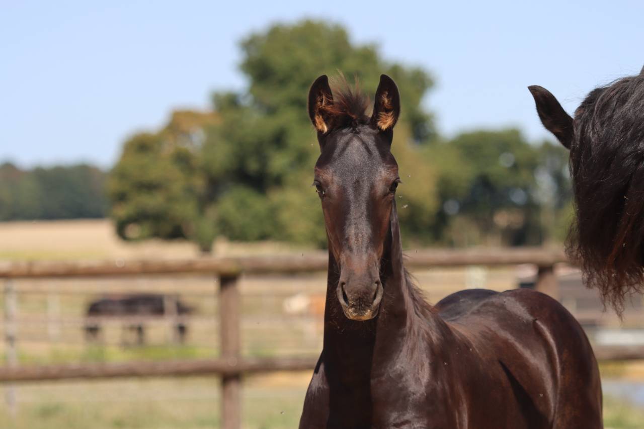 Veulen (vr) Fries Te koop 2025 Zwart ,  Kees 531  Stb Sport AAA