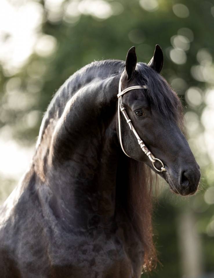 Veulen (vr) Fries Te koop 2025 Zwart ,  Kees 531  Stb Sport AAA