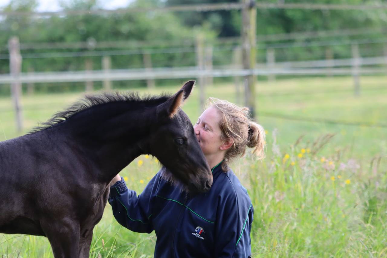 Veulen (vr) Fries Te koop 2025 Zwart ,  Kees 531  Stb Sport AAA