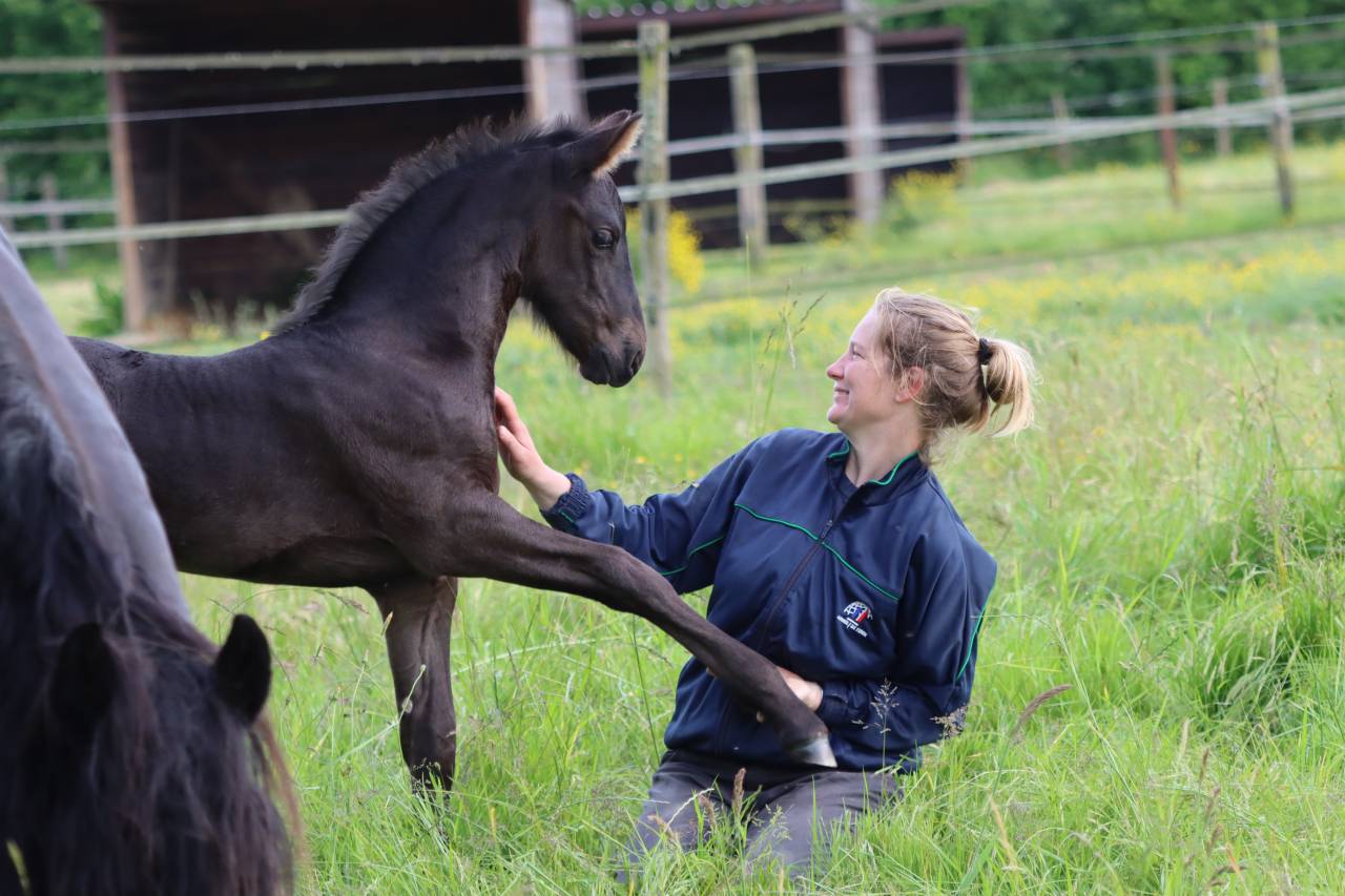 Veulen (vr) Fries Te koop 2025 Zwart ,  Kees 531  Stb Sport AAA