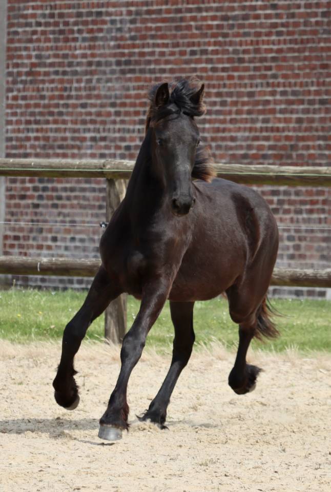 Veulen (vr) Fries Te koop 2025 Zwart ,  Kees 531  Stb Sport AAA
