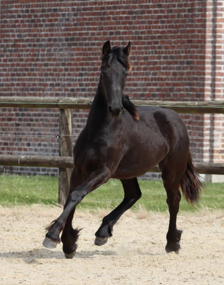 Veulen (vr) Fries Te koop 2025 Zwart ,  Kees 531  Stb Sport AAA