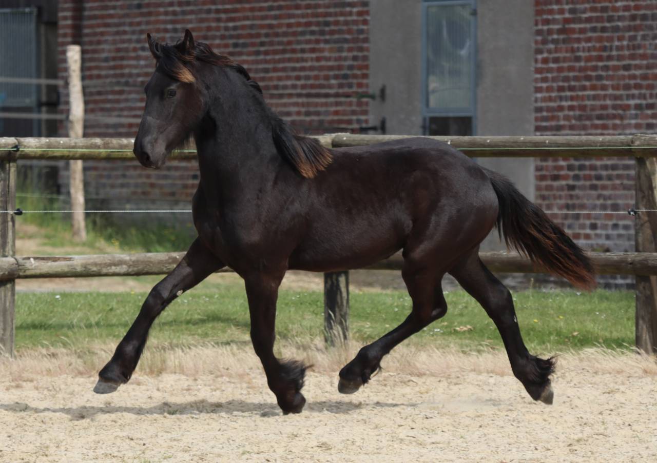 Veulen (vr) Fries Te koop 2025 Zwart ,  Kees 531  Stb Sport AAA