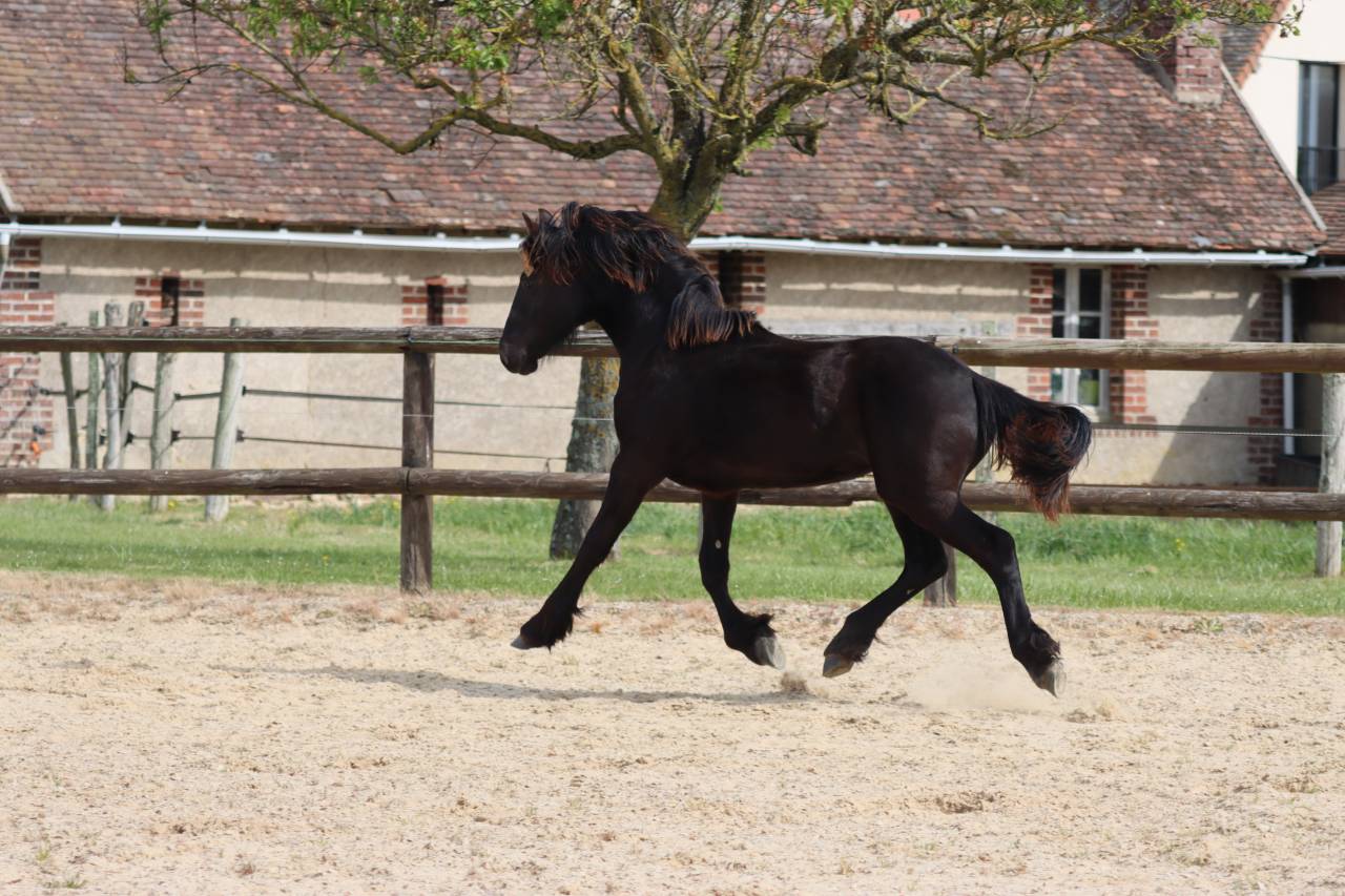 Veulen (vr) Fries Te koop 2025 Zwart ,  Kees 531  Stb Sport AAA