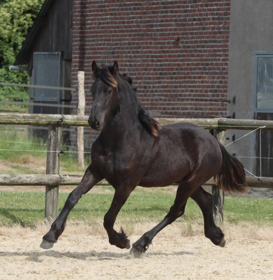 Veulen (vr) Fries Te koop 2025 Zwart ,  Kees 531  Stb Sport AAA