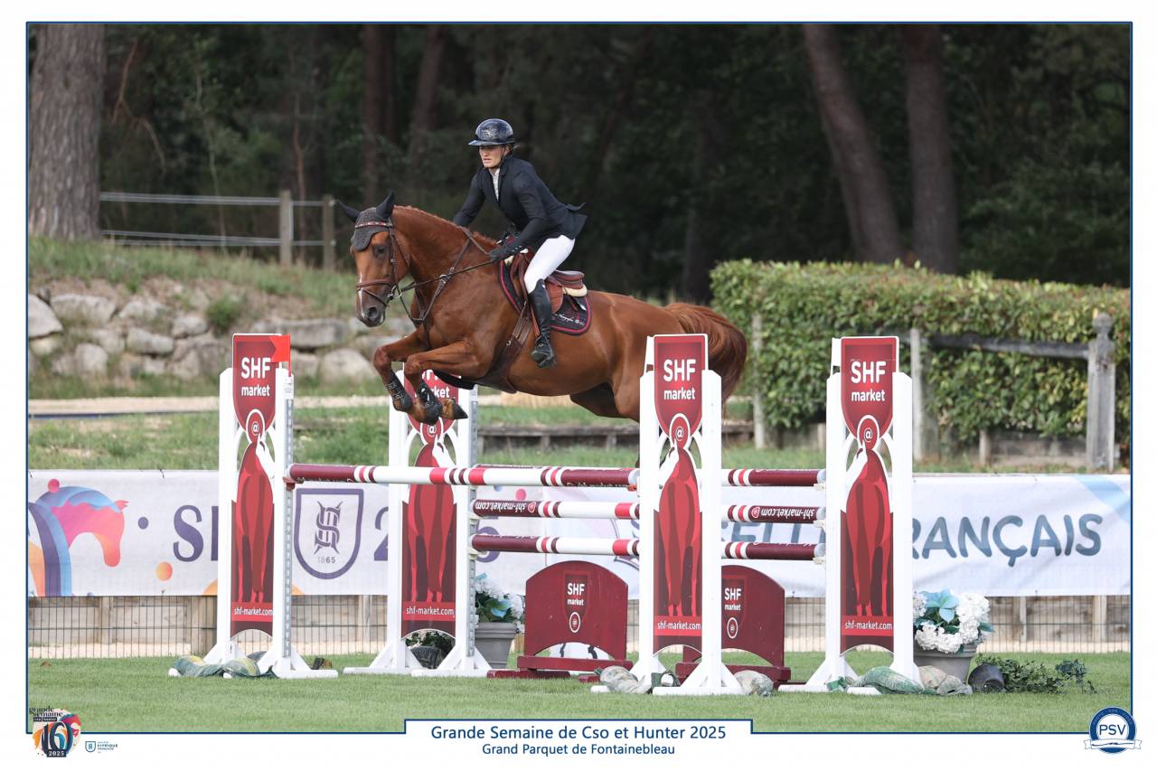 Ruin Selle Français Te koop 2019 Vos ,  VIVALDI DU SEIGNEUR