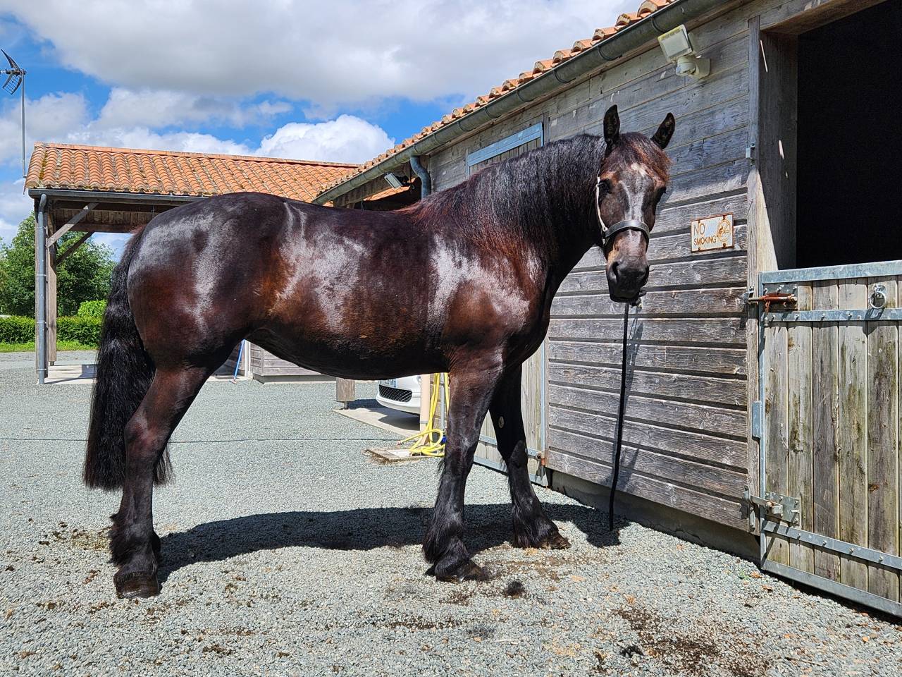 Merrie Percheron Te koop 2021 Zwart ,  VAUBAN DE BEAUVAIS