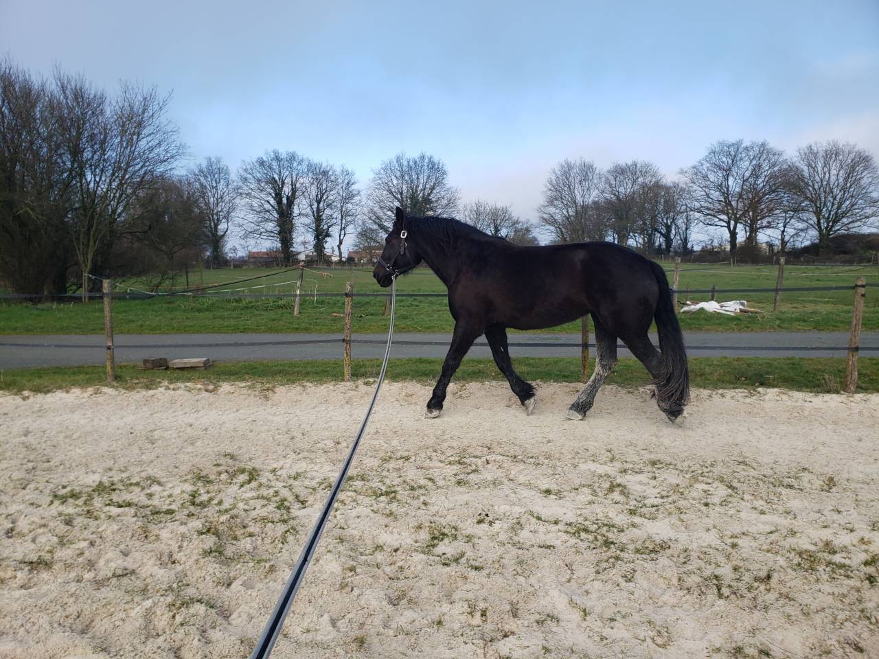 Merrie Percheron Te koop 2021 Zwart ,  VAUBAN DE BEAUVAIS