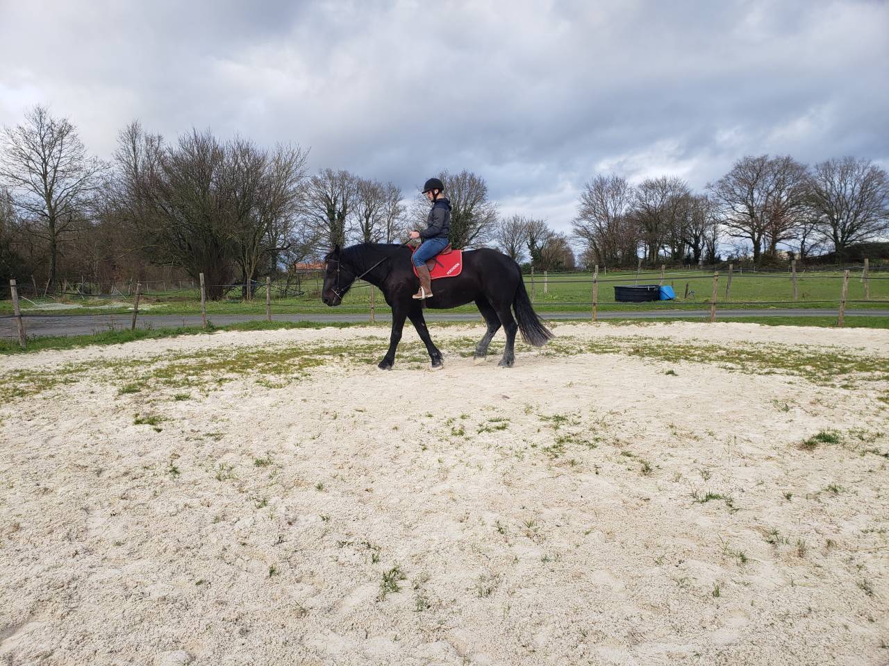 Merrie Percheron Te koop 2021 Zwart ,  VAUBAN DE BEAUVAIS
