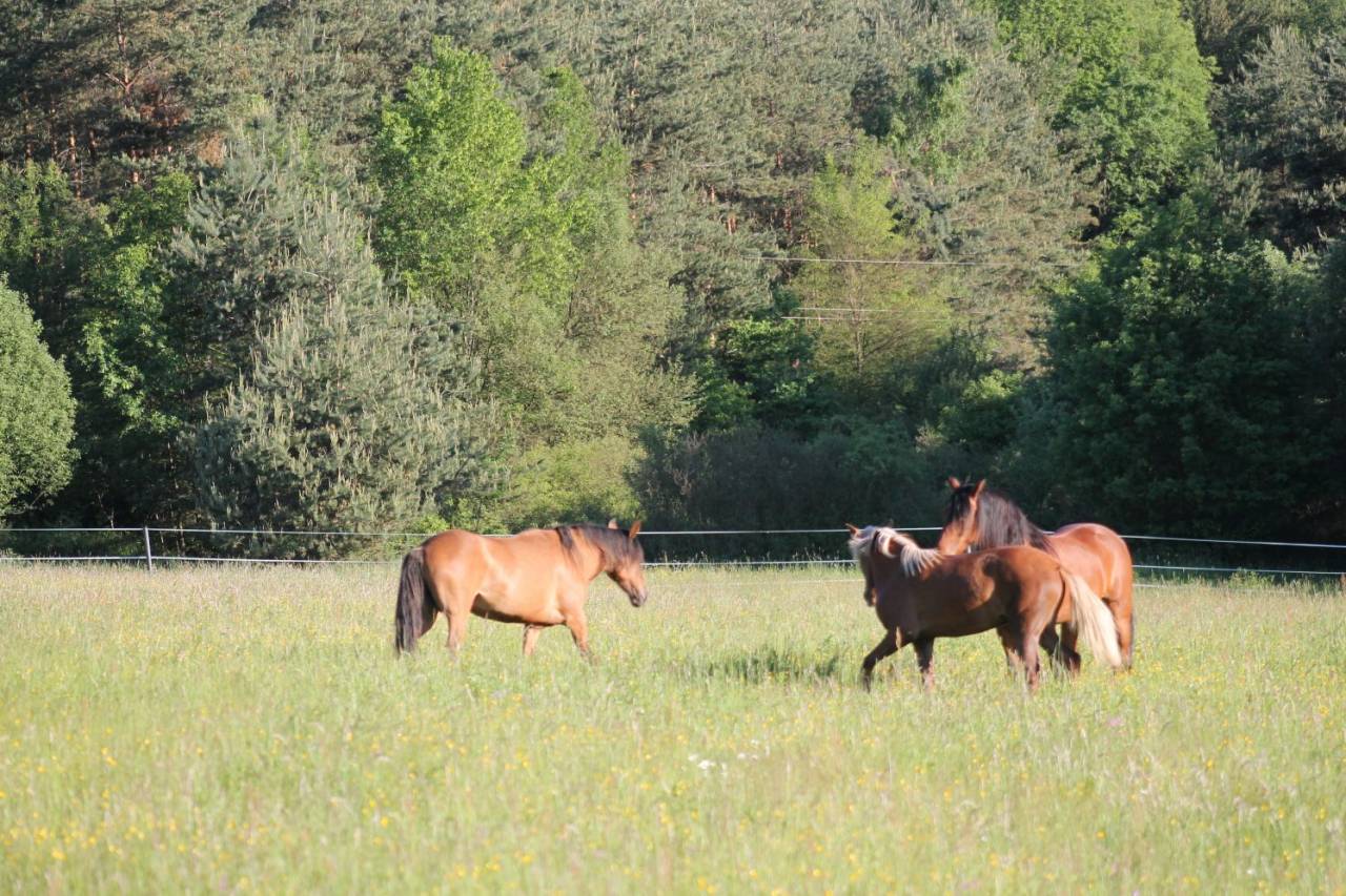 Hippisch vastgoed Koop 