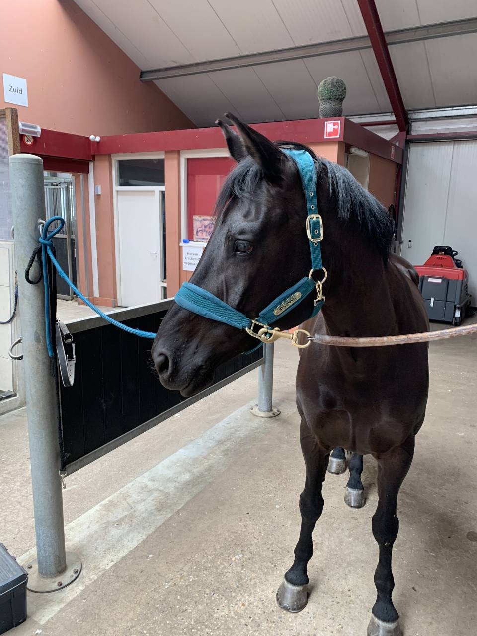 Lovely 11-Year-Old PSG Mare