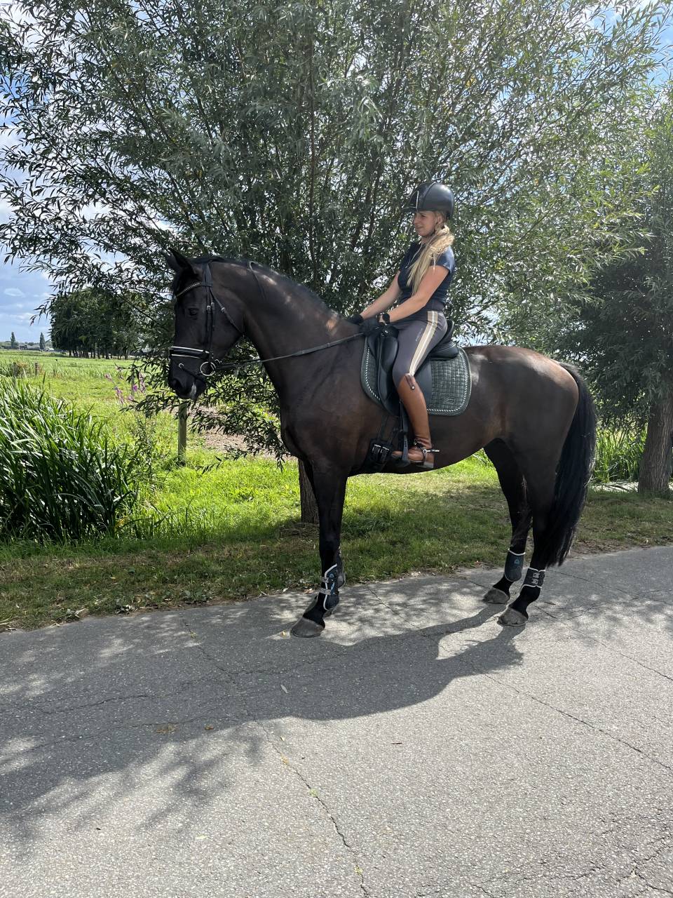 Lovely 11-Year-Old PSG Mare