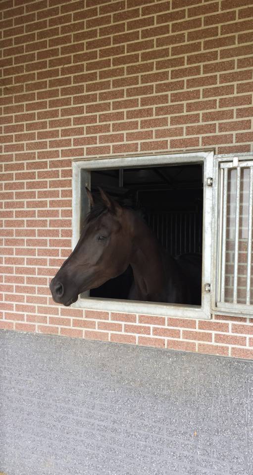 Lovely 11-Year-Old PSG Mare