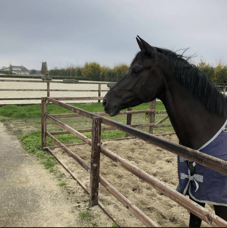 Lovely 11-Year-Old PSG Mare
