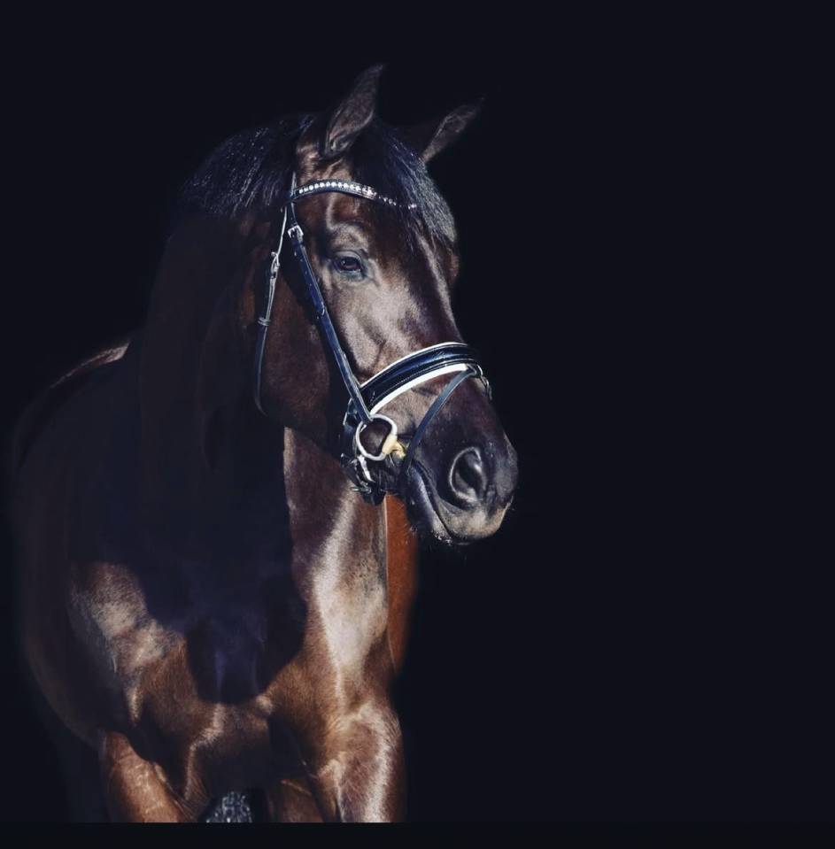 Lovely 11-Year-Old PSG Mare