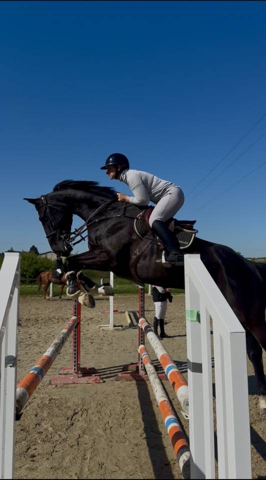Ruin Selle Français Te koop 2019 Zwart ,  CASALL