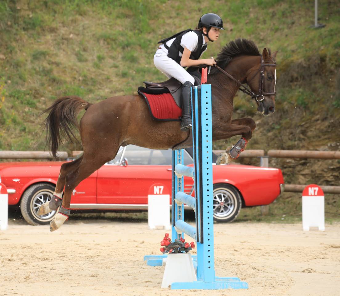 Ruin Franse rijpony PFS Te koop 2016 Donker bruin / bai ,  REQUIEM EN LOU MINEUR, PFS