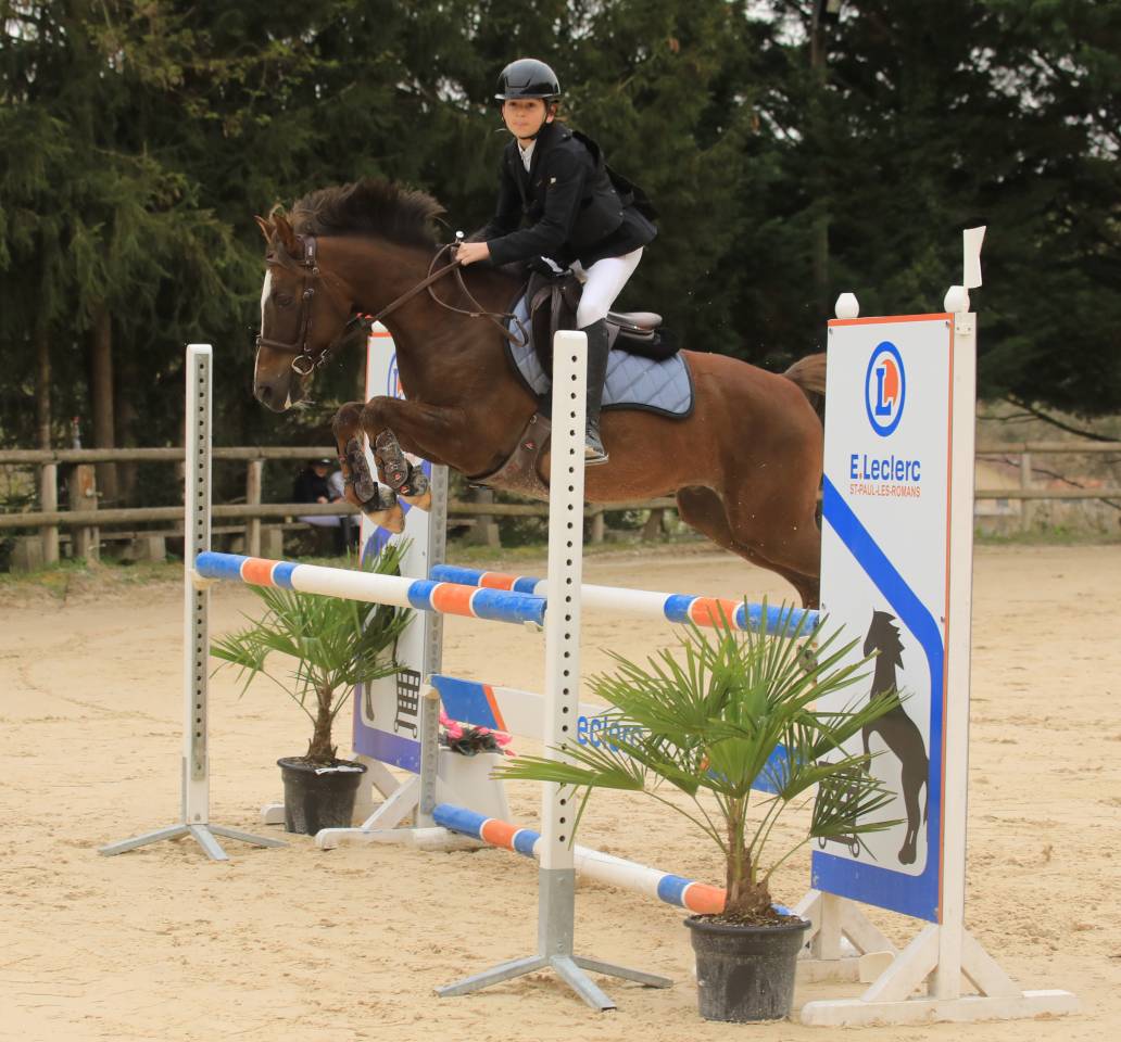 Ruin Franse rijpony PFS Te koop 2016 Donker bruin / bai ,  REQUIEM EN LOU MINEUR, PFS