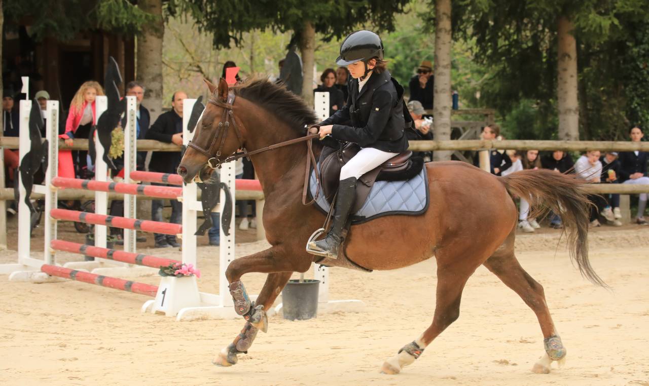 Ruin Franse rijpony PFS Te koop 2016 Donker bruin / bai ,  REQUIEM EN LOU MINEUR, PFS
