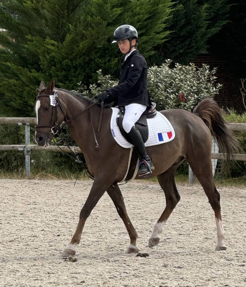 Ruin Franse rijpony PFS Te koop 2016 Donker bruin / bai ,  REQUIEM EN LOU MINEUR, PFS