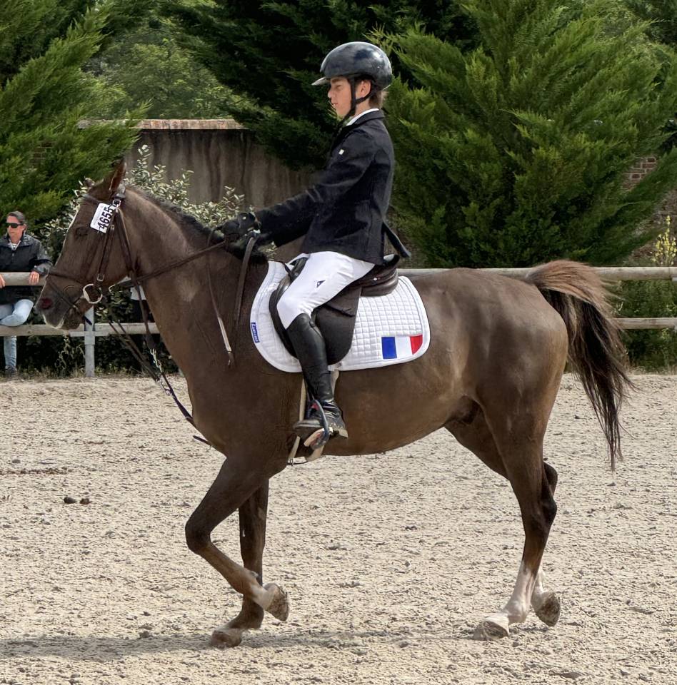 Ruin Franse rijpony PFS Te koop 2016 Donker bruin / bai ,  REQUIEM EN LOU MINEUR, PFS