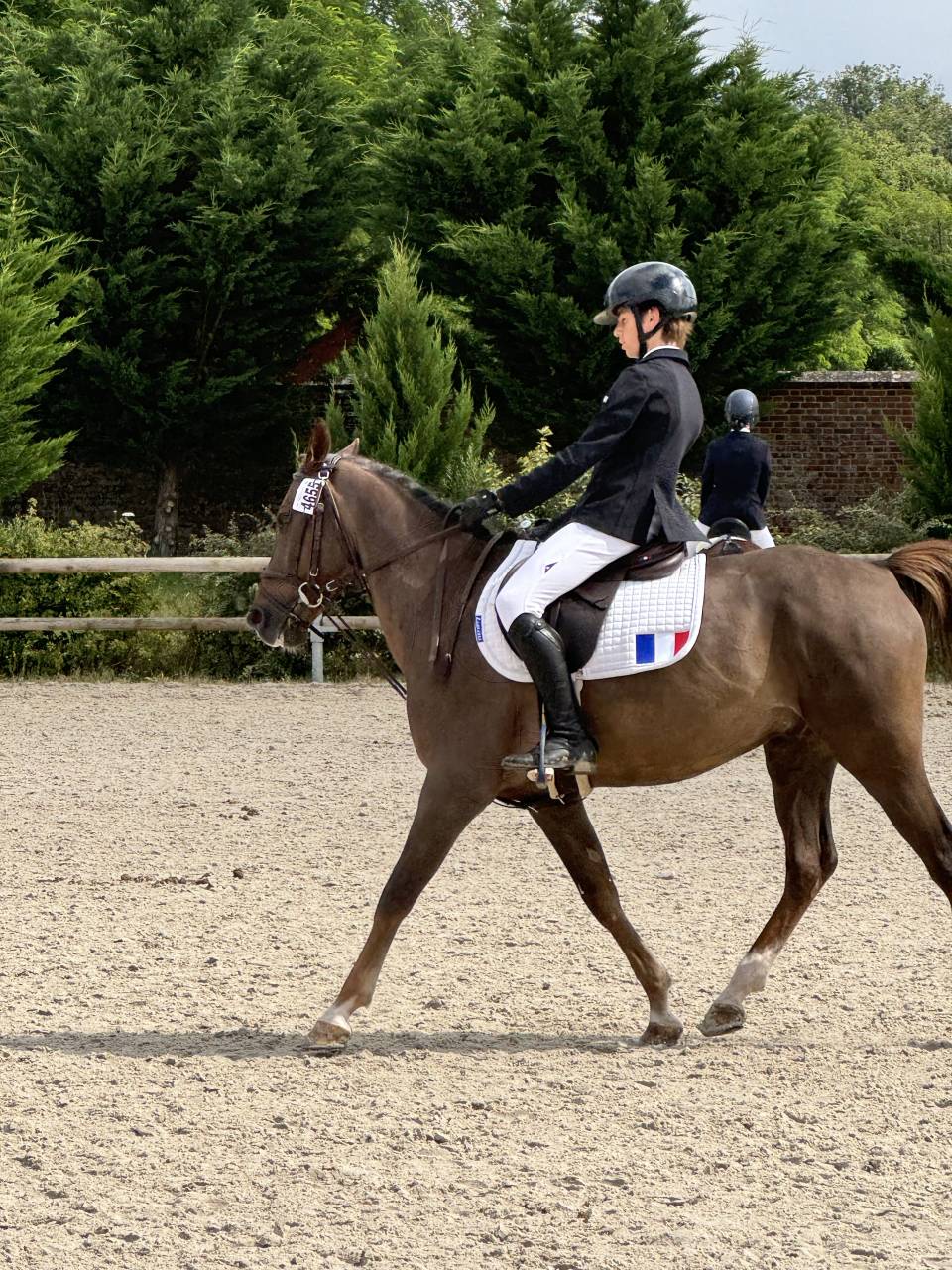 Ruin Franse rijpony PFS Te koop 2016 Donker bruin / bai ,  REQUIEM EN LOU MINEUR, PFS