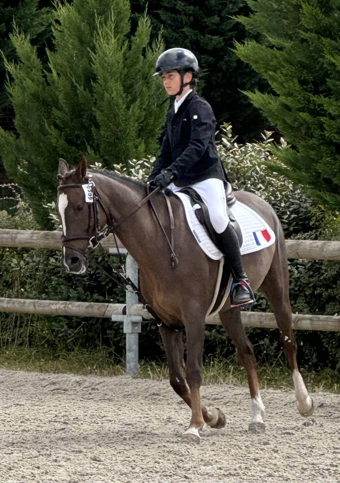 Ruin Franse rijpony PFS Te koop 2016 Donker bruin / bai ,  REQUIEM EN LOU MINEUR, PFS