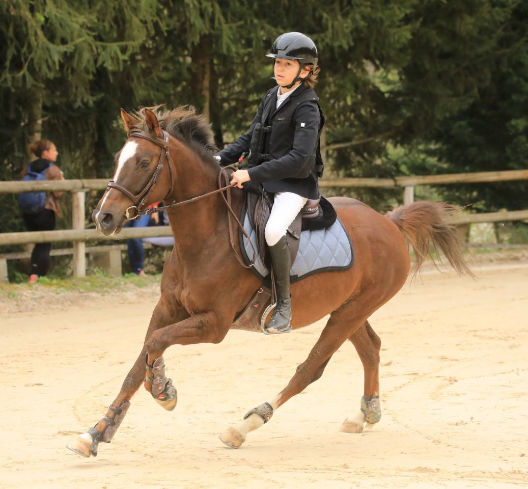 Ruin Franse rijpony PFS Te koop 2016 Donker bruin / bai ,  REQUIEM EN LOU MINEUR, PFS