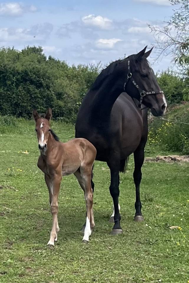 Veulen (vr) Selle Français Te koop 2025 Donker bruin / bai ,  Ermitage kalone