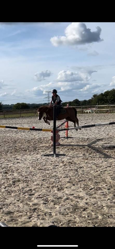 Ruin Welsh Pony (Section B) Te koop 2020 Vos