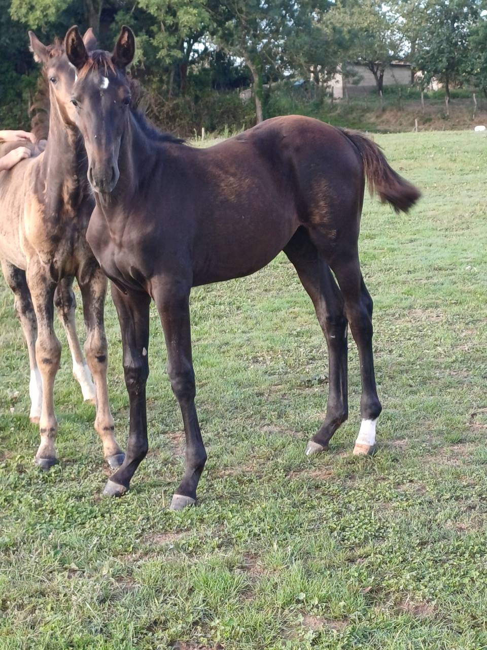 Veulen (vr) Selle Français Te koop 2025 Bruin / Bai ,  QUALITY DU BOIS MARGOT