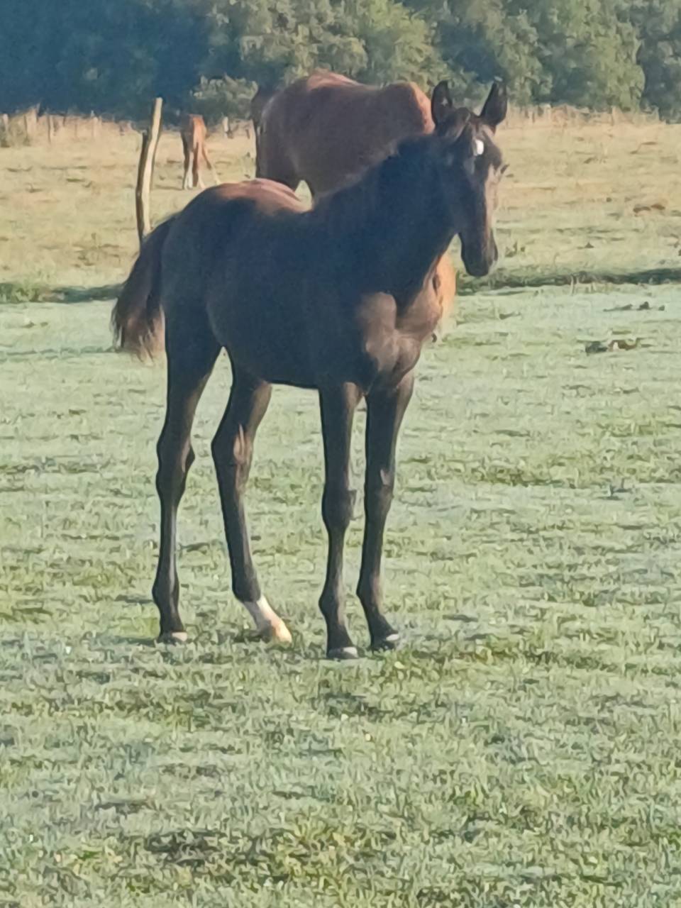 Veulen (vr) Selle Français Te koop 2025 Bruin / Bai ,  QUALITY DU BOIS MARGOT