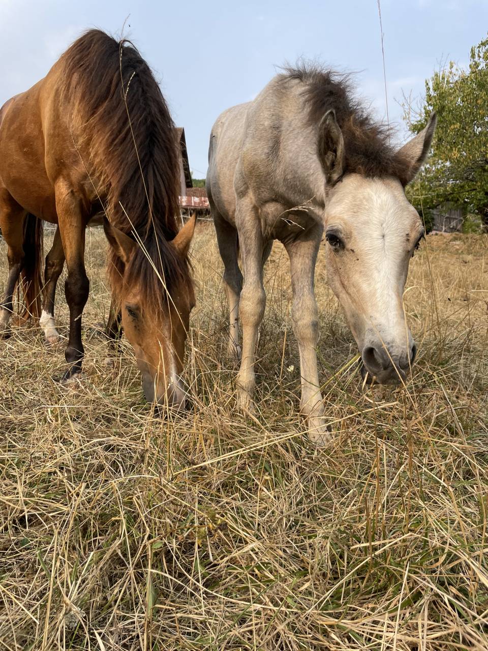Veulen (ml) Connemara Te koop 2025 Schimmel ,  Pady Mélody d'Auxence